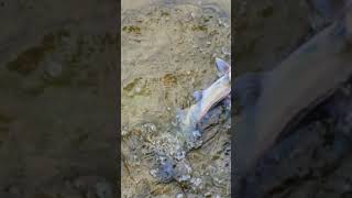 Servant song  one of two channel catfish l caught [upl. by Odilo]