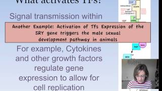 Eukaryotic Gene Expression [upl. by Bibi337]