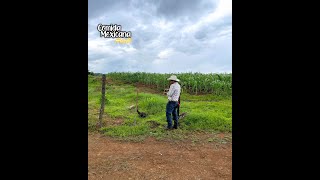 Llovió Tan Fuerte Que se Cayo la Cerca y las Vacas se Andaban Comiendo la Milpa [upl. by Defant81]