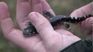 Jepson Prairies California tiger salamander [upl. by Ettenwad937]