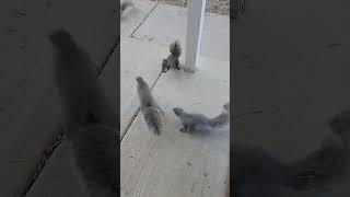 Stubsy Pugsy and more squirrels squirrel squirrelwatching squirrelvideo squirrels pugsy [upl. by Hsu]