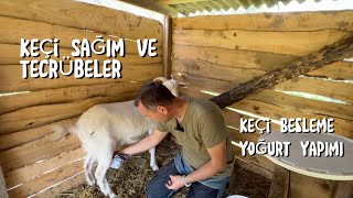 Keçi Bakım Sağım Yoğurt Yapımı ve Tecrübeler [upl. by Godard359]