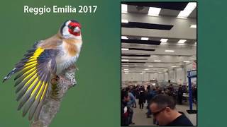 REGGIO EMILIA Feria Show Ornitológico 2017 [upl. by Chanda]