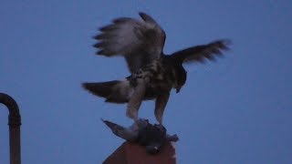 Aguila comiendo una paloma en Madryn [upl. by Ugo74]