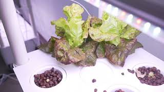 Butterhead Lettuce in My Garden 5 👀🌱 foryou hydroponics fyp veggies lettuce vegetables [upl. by Angell732]