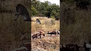 Jackal vs Hyena Intense CloseUp Battle Near Leopard [upl. by Aivataj]