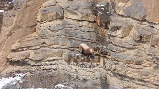 Himalayan Ibex jumps up and down steep and mighty cliffycrags in Spiti [upl. by Ysnat]