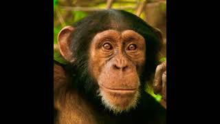 Common Chimpanzee Hoot 🐵 🔊 [upl. by Ecirtnuahs]