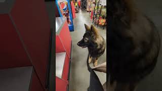 Max Week 5 Final Public Settings training session Walmart tsc dogtraining germanshepherd dog [upl. by Ema242]