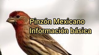 Ave Pinzón Mexicano  Información Básica [upl. by Trescott]