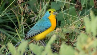 Orangebreasted Bunting and its Song [upl. by Mcdougall]