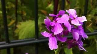 Dames Rocket Hesperis Matronalis  Damask Violet  20120625 [upl. by Emarej600]