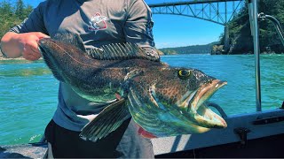 Puget Sound Lingcod Fishing [upl. by Griffith494]