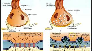 Clase Sinapsis y neurotransmisores parte I [upl. by Soble644]