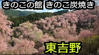 しだれ桜1000本 高見の郷とキノコの館【奈良 東吉野村】 [upl. by Ahseuqram]