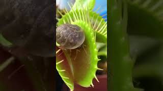 Venus Flytrap Plant shorts viral plants shortvideos trending viralshorts viralvideo short [upl. by Martie498]