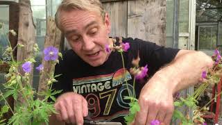 Dead heading cranesbill geraniums stinkyditchnursery750 at the end of May ‘21 [upl. by Ramaj]