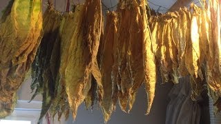 Curing tobacco  Tabak fermenteren [upl. by Naiviv]