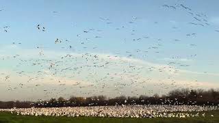 Hagerman National Wildlife Refuge [upl. by Ynots]