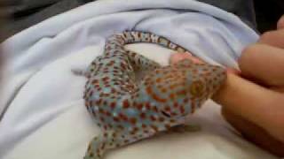 My new Tokay [upl. by Aliahs]