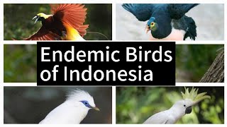 Indonesian Endemic Bird animals wildlife birds endemicbirds indonesia [upl. by Idac]