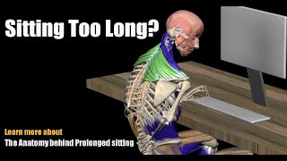 Pain from Sitting Too Long The Anatomy behind Prolonged sitting [upl. by Adeys]