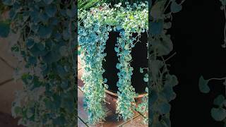 Beauty of Silver Falls Dichondra shorts silverfalls garden PlantsWorld [upl. by Ranique]