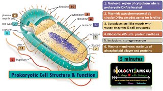 Prokaryotic Cell Structure and Function in 5 minutes Biologyexams4u [upl. by Siraf596]