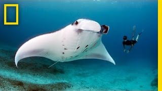 Andrea Marshall Queen of the Manta Rays  Nat Geo Live [upl. by Chemar]