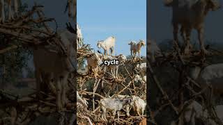 Unbelievable Goats Climbing Trees strangeanimal amazingnature morocco treeclimbing goats [upl. by Ethelred]