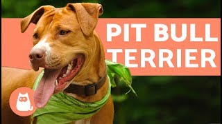 El perro pit bull terrier  Características y entrenamiento [upl. by Brittani]