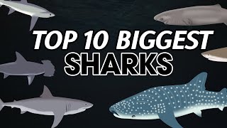 Sharks Size Comparison [upl. by Avie48]