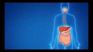 O intestino e o Lactobacillus casei Shirota [upl. by Zoila]