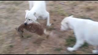 ¿Que le pasa a un zorro cuando entra en un gallinero cuidado por un dogo argentino [upl. by Duvall]