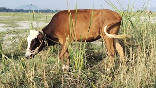 Cow grass eating ang satisfying video  Cow farm video  Cow eating Grass video 3 [upl. by Jurdi338]