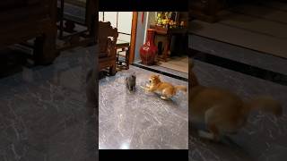 Cat and dog fight funnypets animals shortsvideo [upl. by Evans]