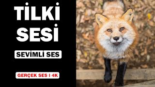 Gerçek Tilki Sesleri  Yüksek Kalite  Sevimli Tilki Ses Deneyimi  4K [upl. by Yeldarb161]