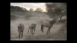 Pregnant Mare Rescue  Images of the rescued horses [upl. by Nally]