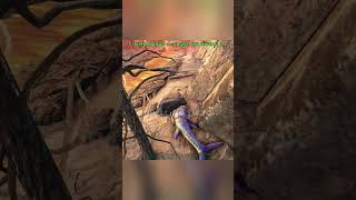 day 2 to find a legendary egg 190 ark arksurvivalevolved [upl. by Sabba642]