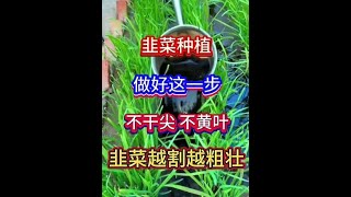 服务三农支持三农 农业种植 种植小技巧 在家种菜 韭菜种植 [upl. by Anaeli166]