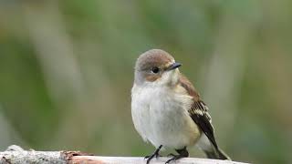 UN GOBEMOUCHE NOIR  European Pied Flycatcher [upl. by Berstine751]