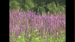 Invaders in Our Waters  Purple Loosestrife [upl. by Atir921]