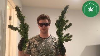 Affordable Grow Box for Beginners  Cannabis Grow Starter Kits by GreenBox Grown Fixed Audio [upl. by Cyprio888]