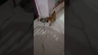 tamilsong song petskukur cutedog puppy [upl. by Bliss]