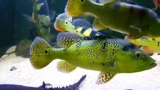 20160817 peacock bass breeding [upl. by Annodahs]