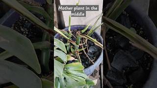 Monstera Deliciosa Propagation with an update on the mother plant shortsvideo plants [upl. by Yarazed664]