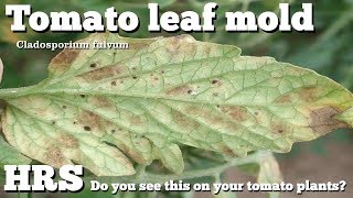 ⟹ Tomato leaf mold  Cladosporium fulvum  Not to be confused with early blight [upl. by Dami]