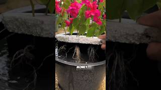 Tips on cuttings of bougainvillea flowers and plants bougainvillea cuttings [upl. by Sorgalim650]