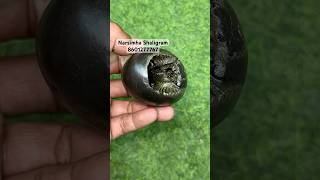 Narsimha Shaligram  Nepal gandaki nadishortsyoutubeshortsbhakti [upl. by Jankey]