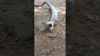 Snake egging process  The Film 📽️🎥 star is cobra channel by youtuber sajay VB channel 235sub [upl. by Ardnaeel249]